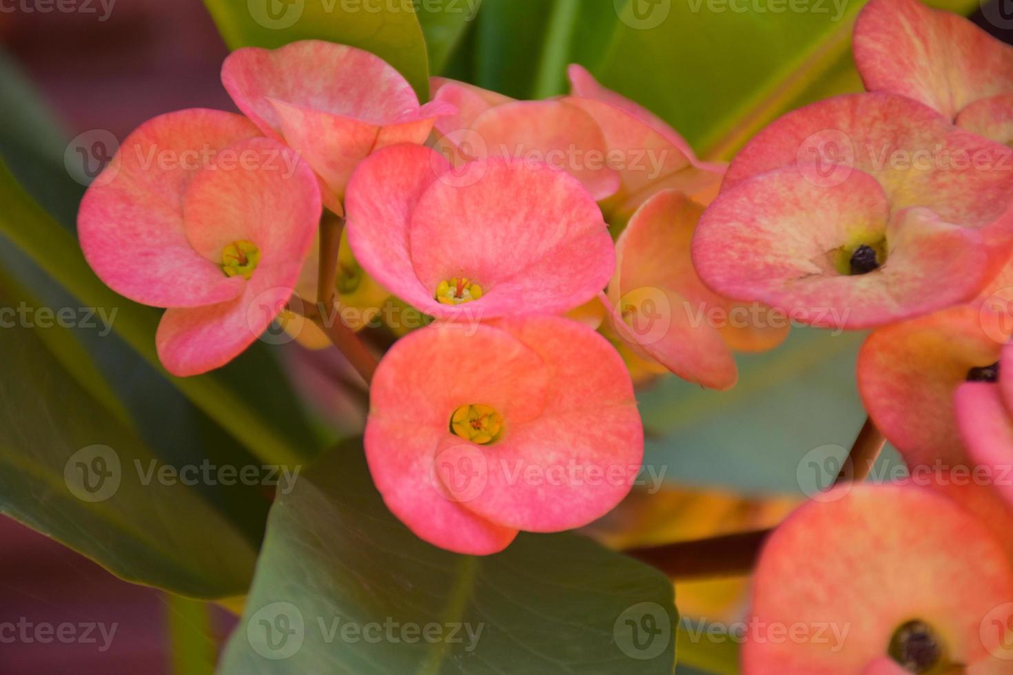röda rosa kaktusblommor som blommar i en kruka foto