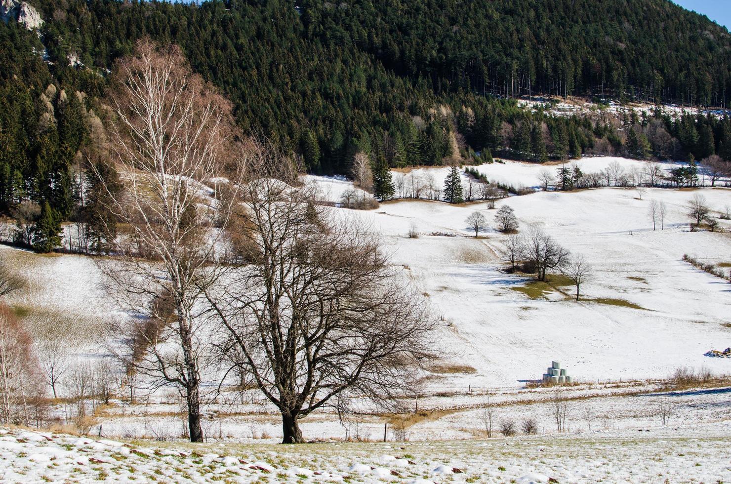 snö och träd foto