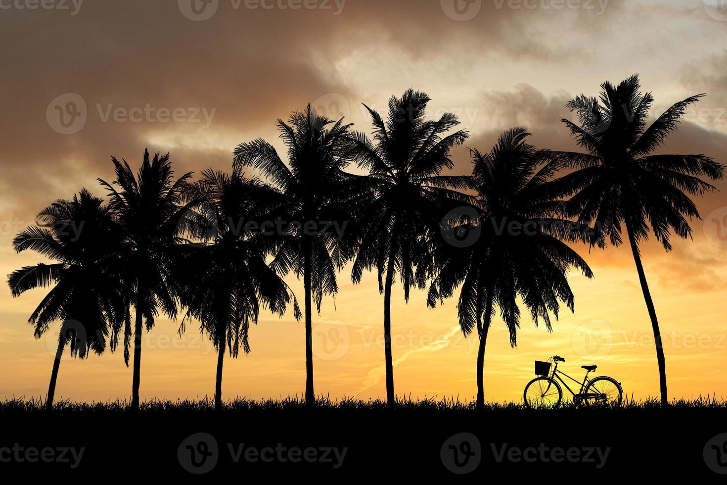 siluett av kokospalmer i en vacker kväll foto