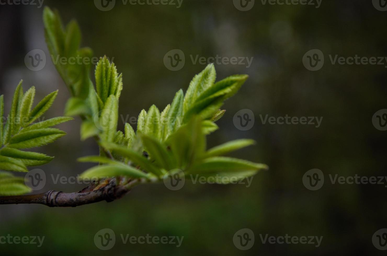 vackert grönt bladverk på grenen, naturlig bakgrund foto