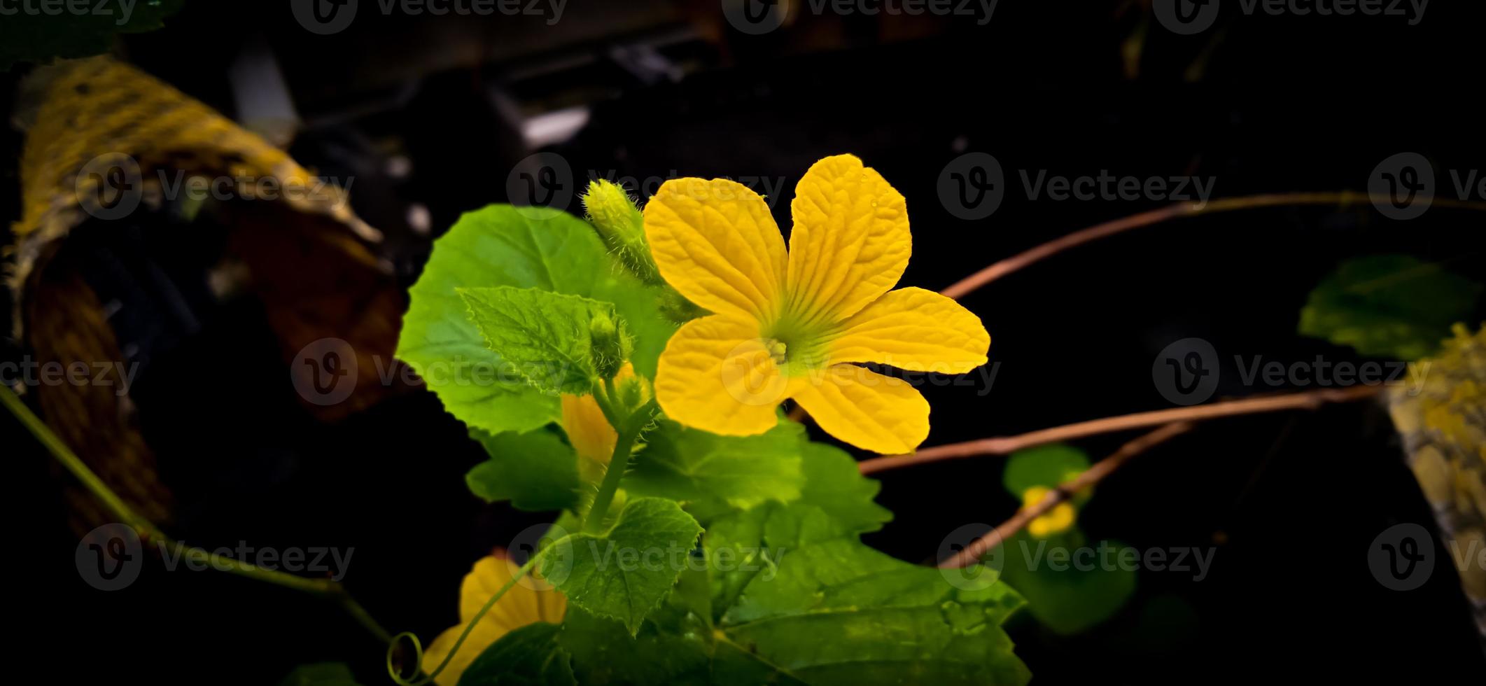 gröna blad och gul blomma av drottninggurkväxten cucumis melo, familjen cucurbitaceae. foto