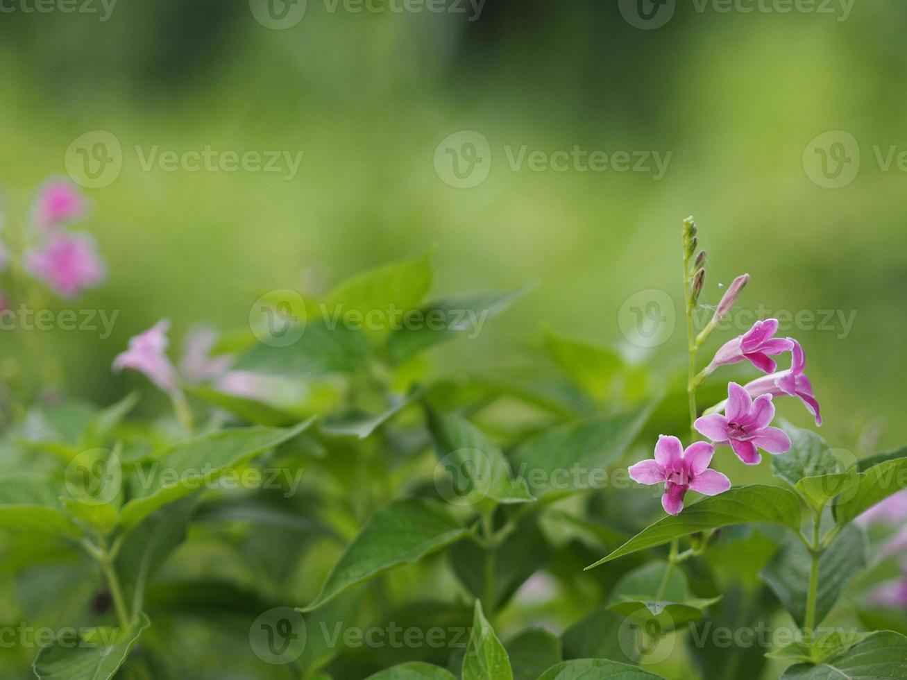 kinesisk viol, coromandel, ganges primula, filippinsk violblomma acanthaceae, asystasia gangetica namnträd i trädgården på naturbakgrund foto