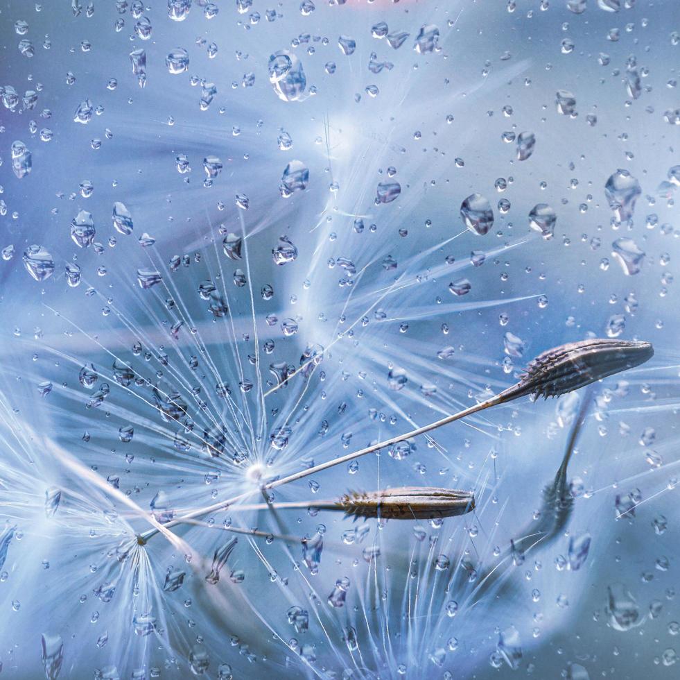 regndroppar och vitt maskrosfrö under regniga dagar under vårsäsongen foto