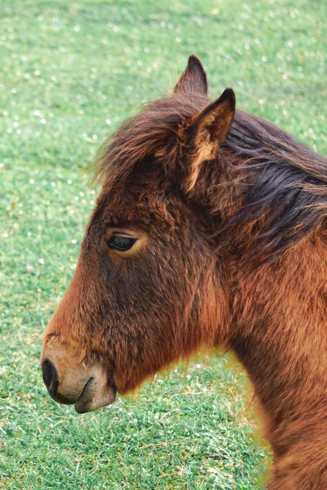 brun hästporträtt på ängen foto