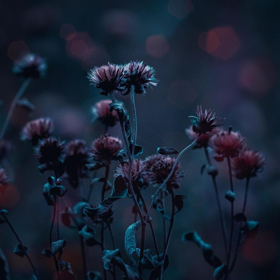 torka rosa blommor i trädgården under höstsäsongen foto