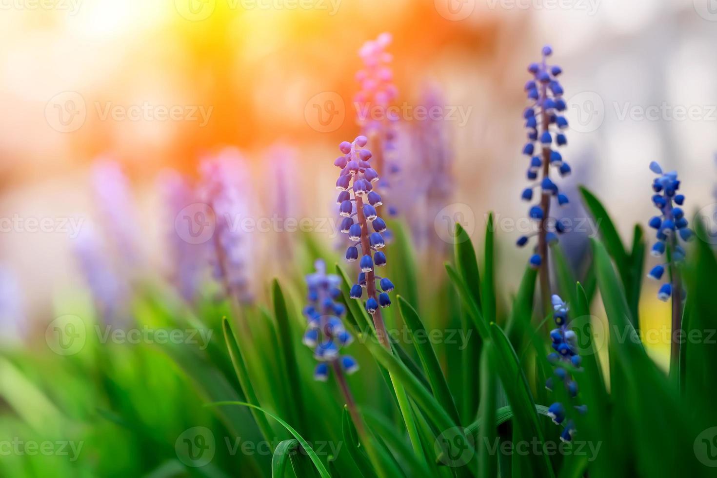 blå vårblommor i gräset, selektiv inriktning. foto