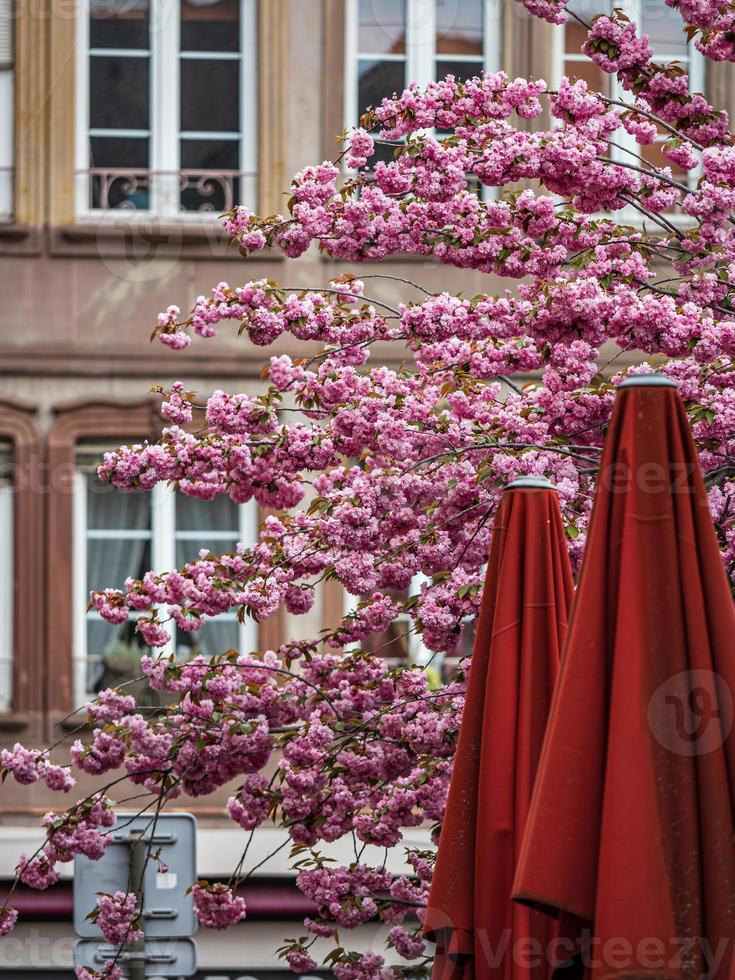 vackra körsbärsblommor som blommar med rosa blommor foto