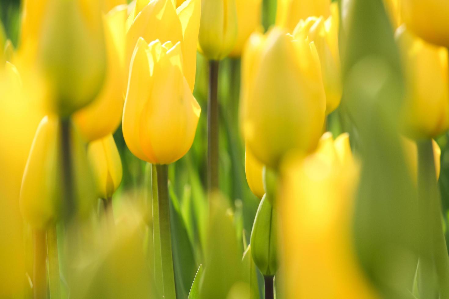närbild av gula tulpaner foto