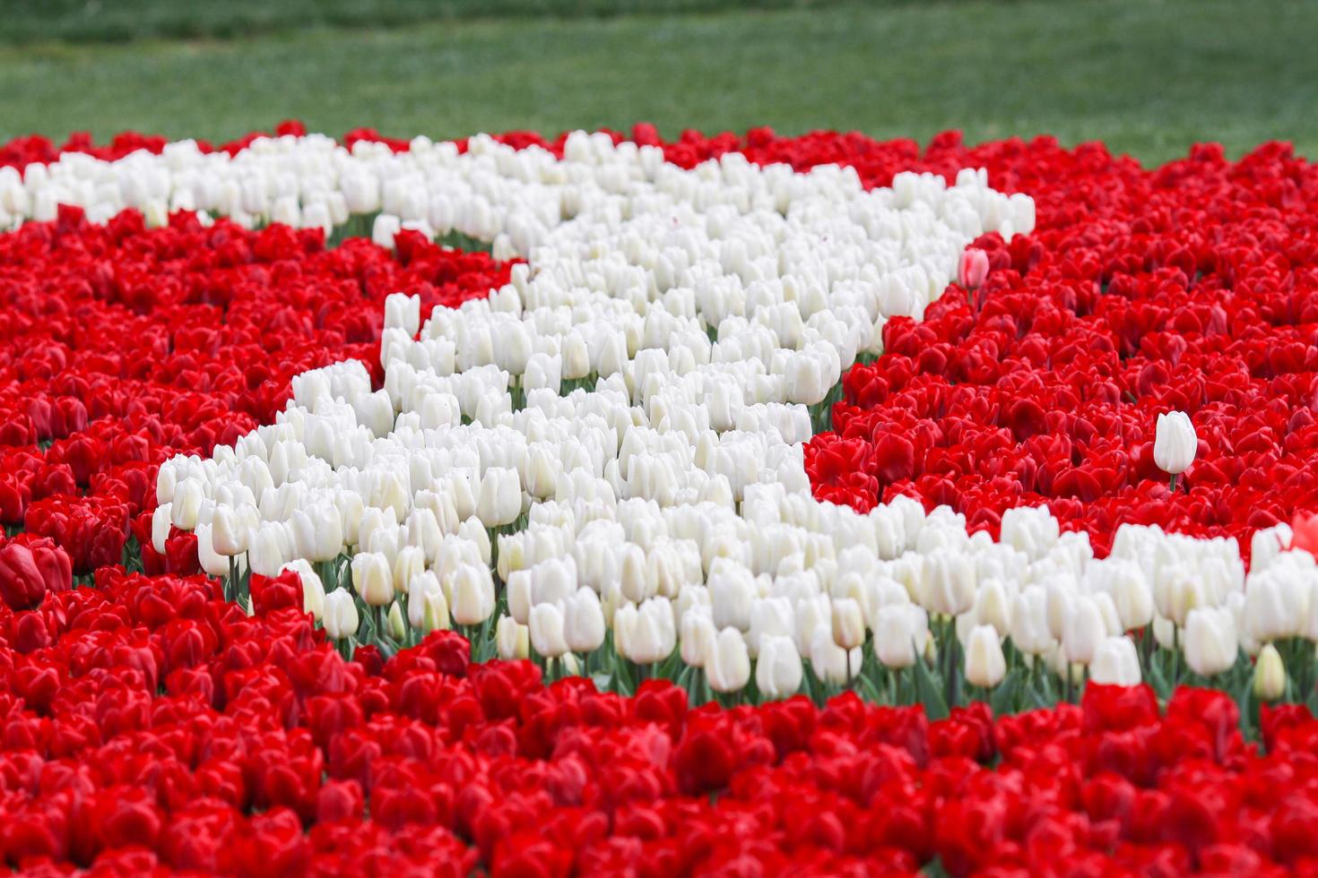fält av tulpaner vita och röda foto