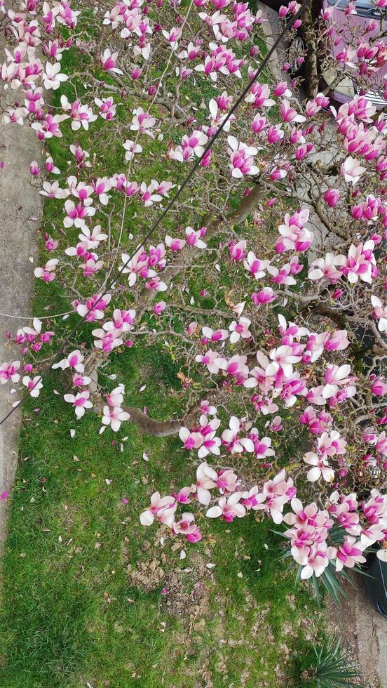 blomningen av magnolia sulanja. april blommig natur och våren magnolia blommar på bakgrunden av gräs. banderoll för 8 mars, glad påsk. begreppet vårtid. toppvy. foto