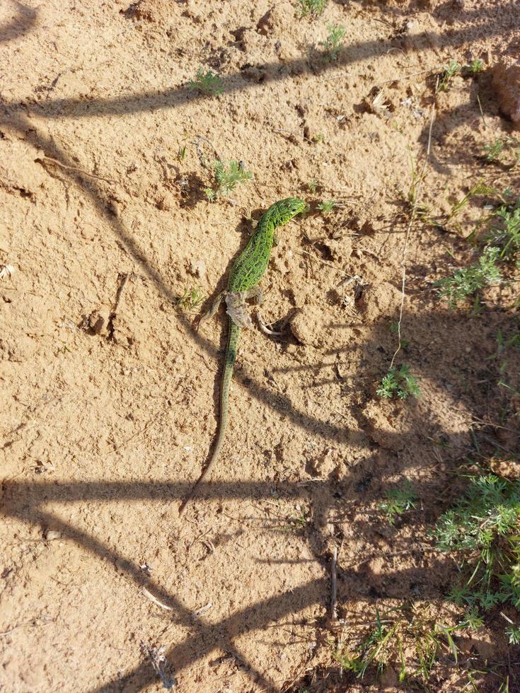 en liten grön ödla i moltningsperioden, det gamla skinnet har inte skalat av ännu foto