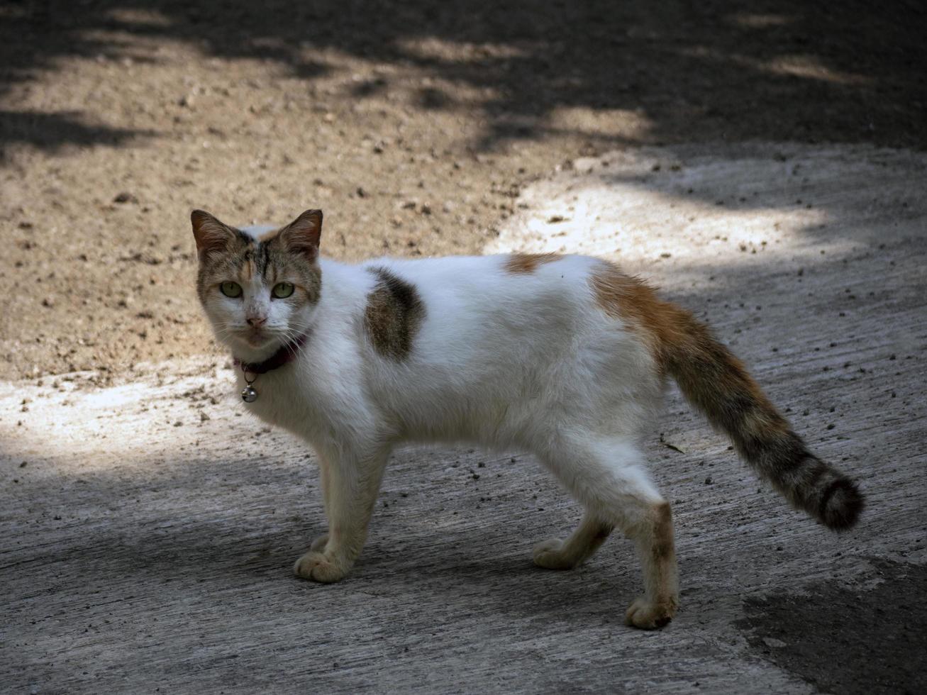 söt katt, vit katt foto