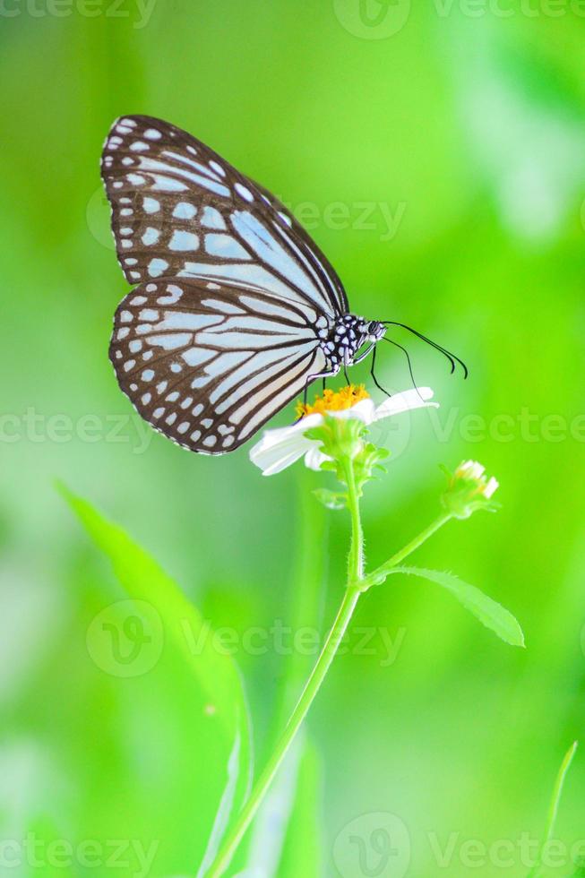 vackra fjärilar i naturen letar efter nektar från blommor i den thailändska regionen thailand. foto