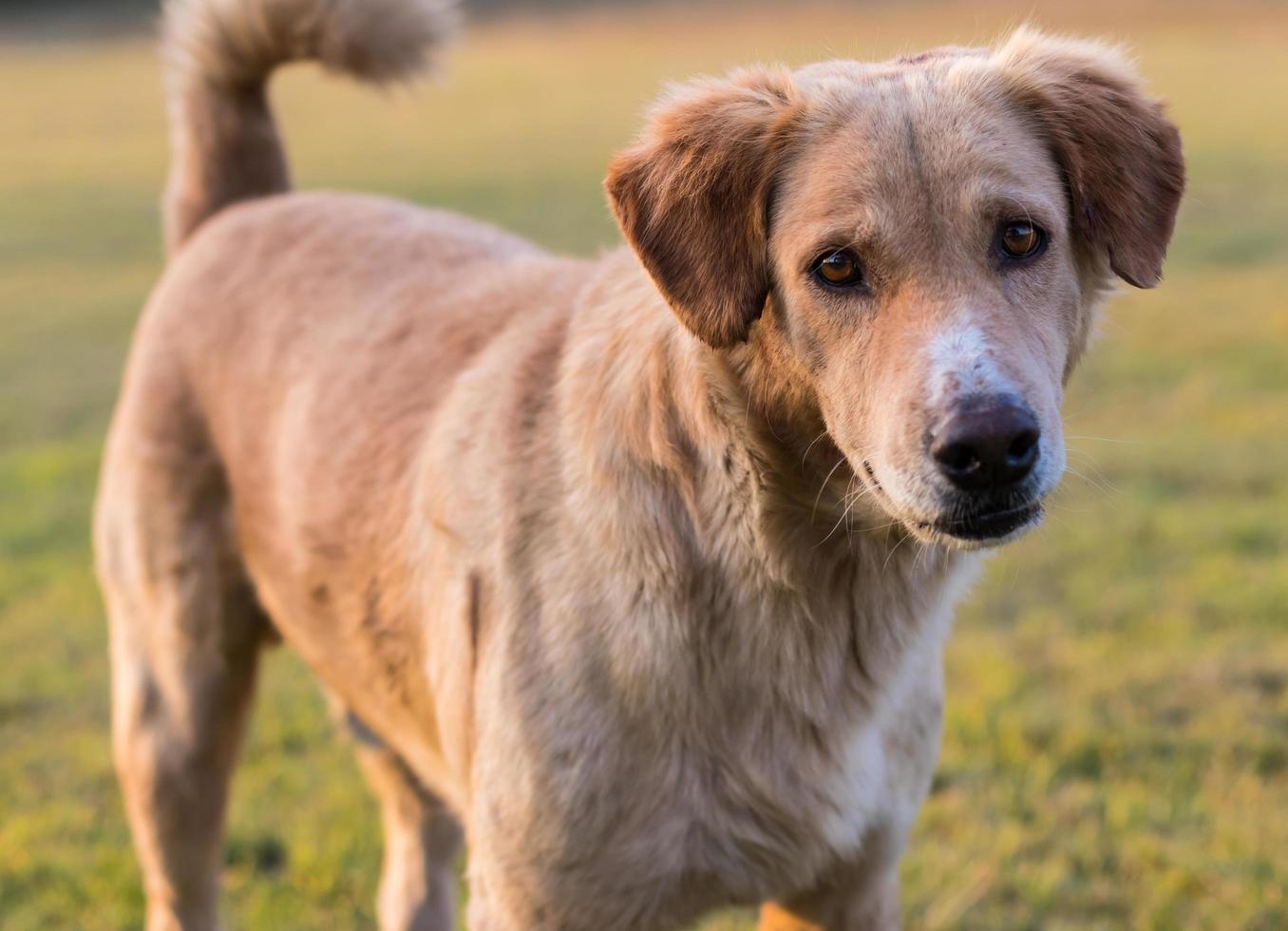 närbild ansikte brun hund. foto