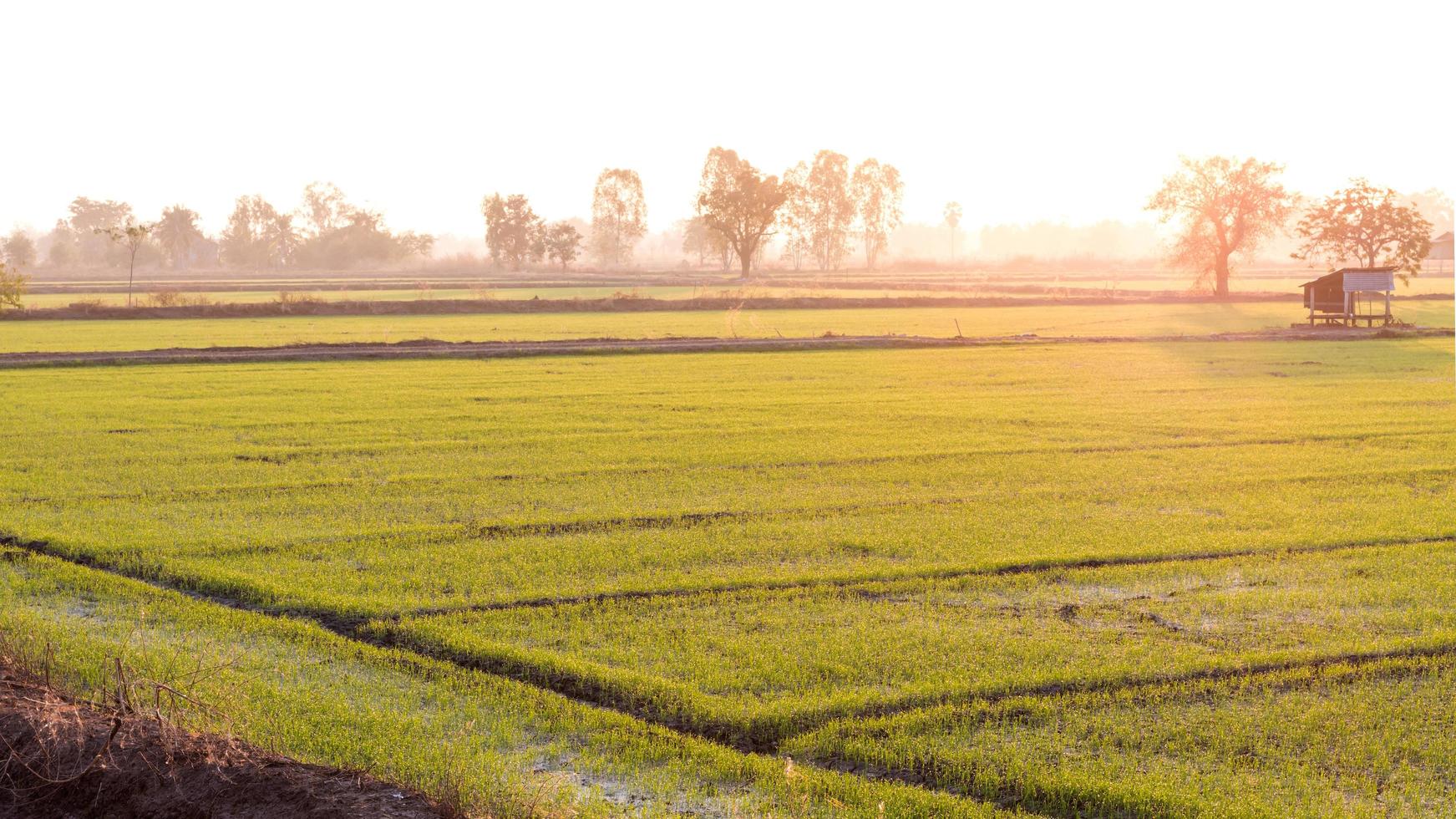 grönt risfält med stugor och tidiga morgonträd. foto