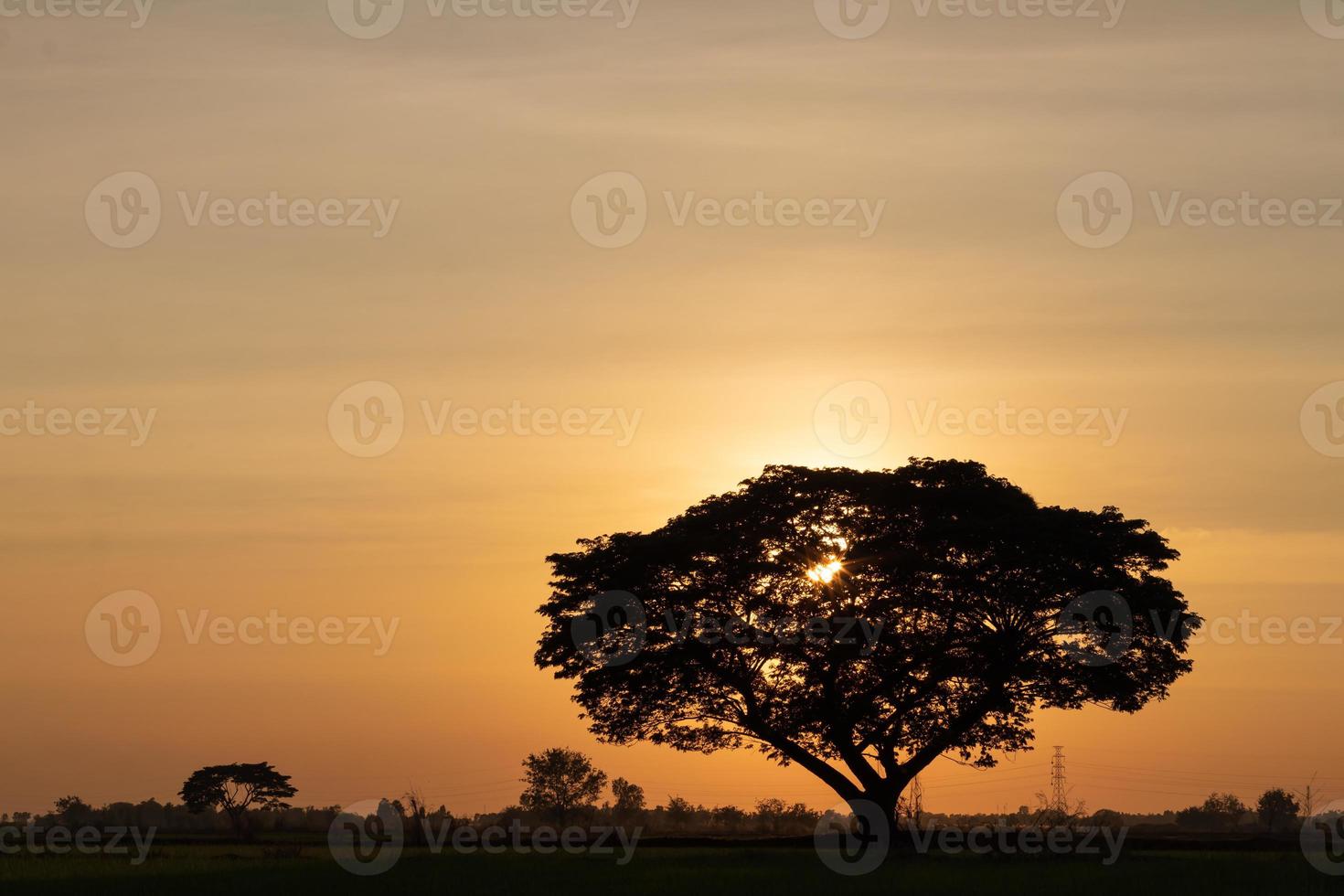 ett stort träd silhuetter med solen faller. foto
