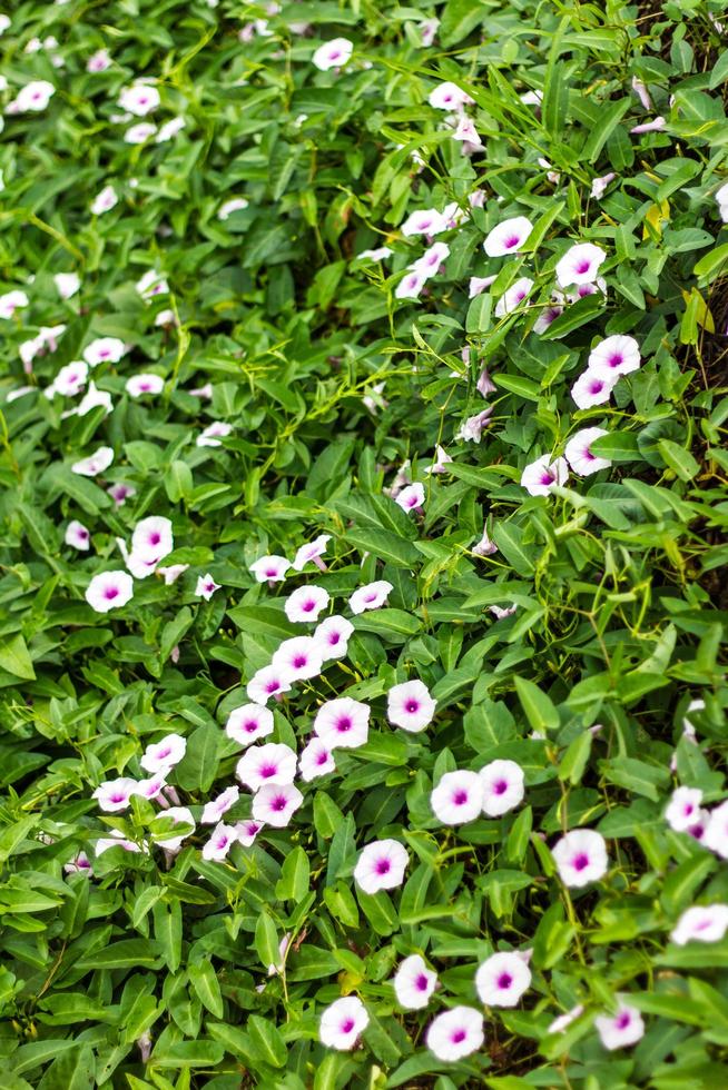 lila och vit morning glory blomma. foto