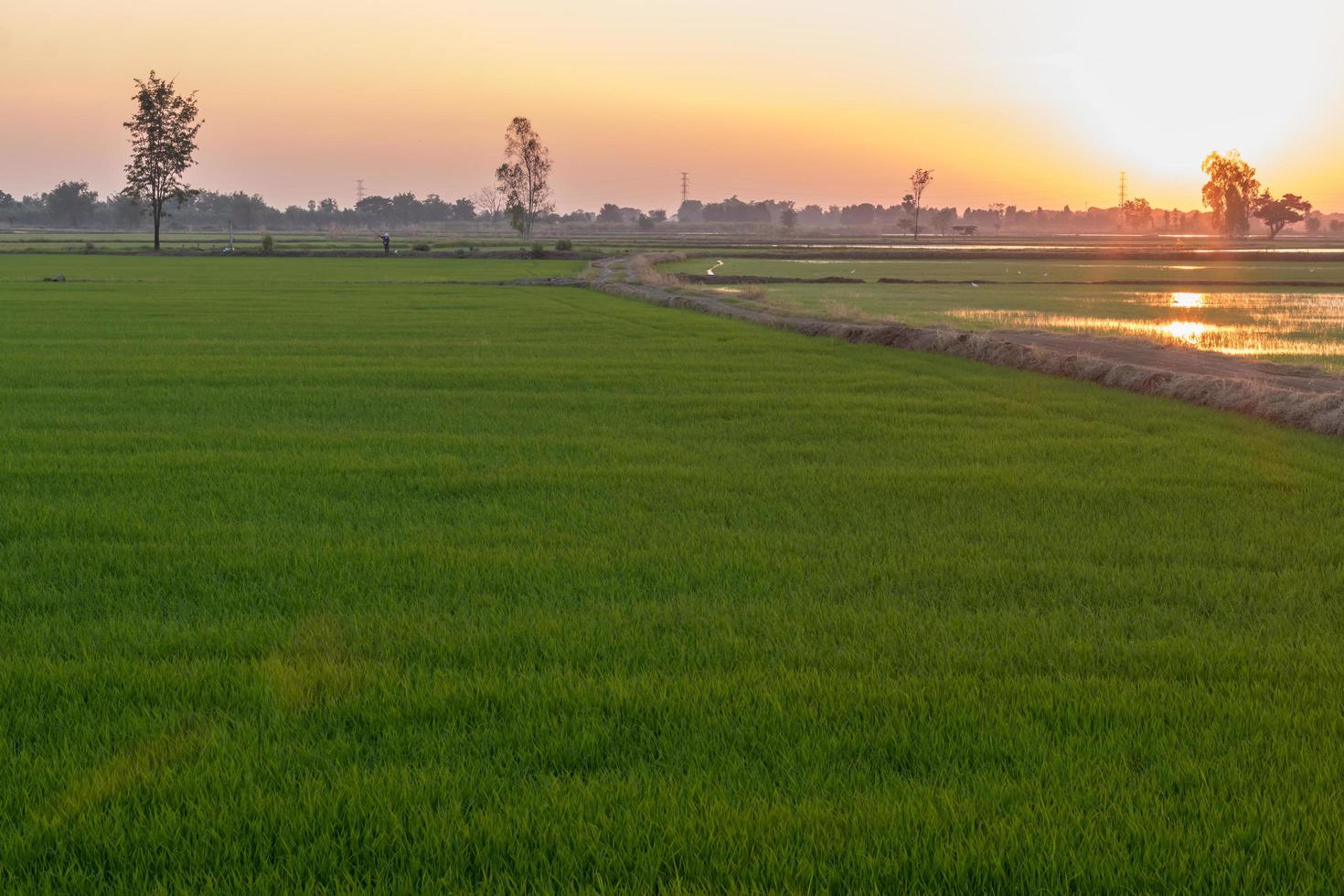 grönt risfält med orange ljus från solnedgången. foto