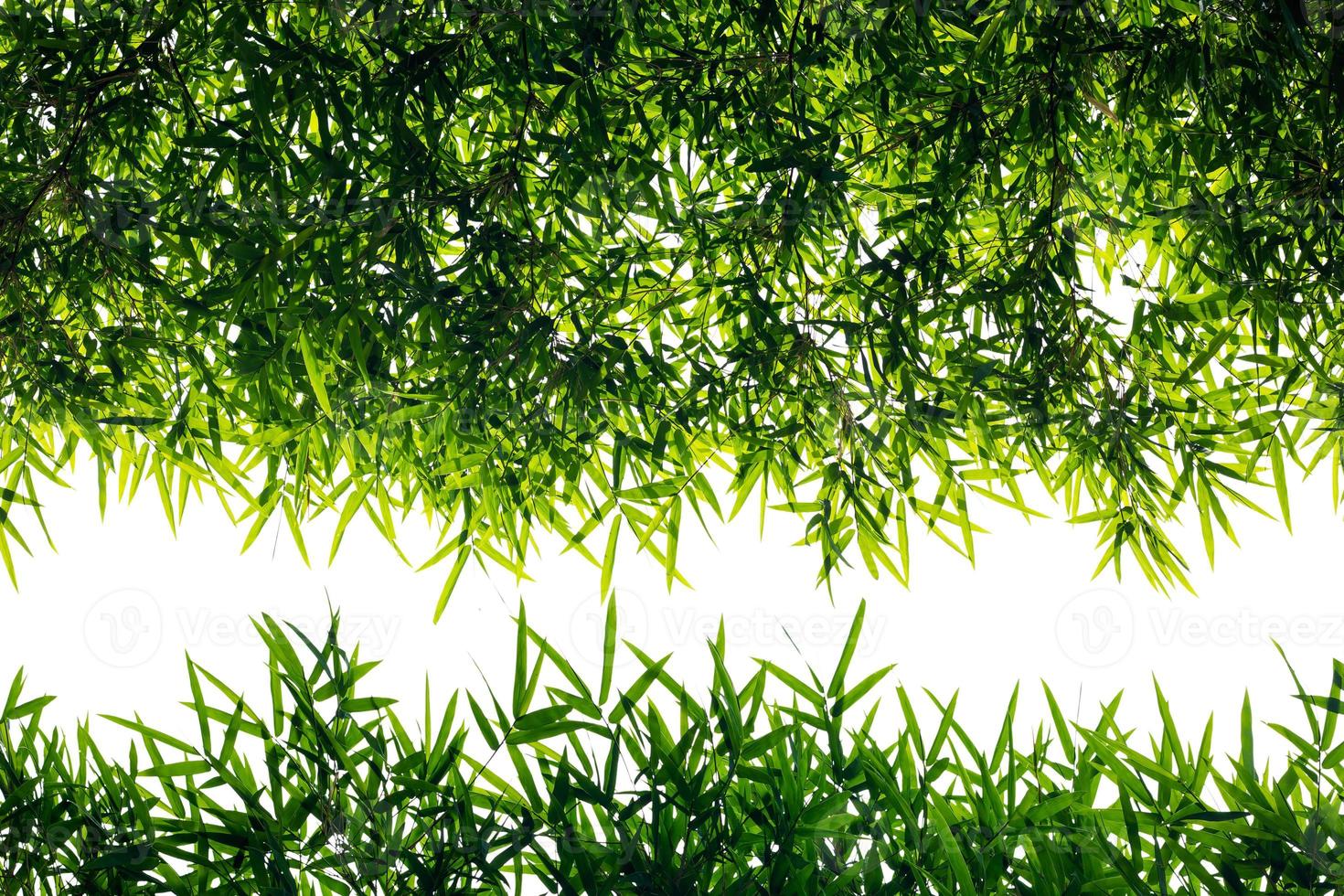 tillbaka ljusa bambu blad. foto