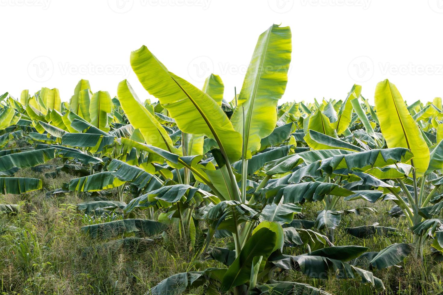 isolera bananblad mycket grönt. foto