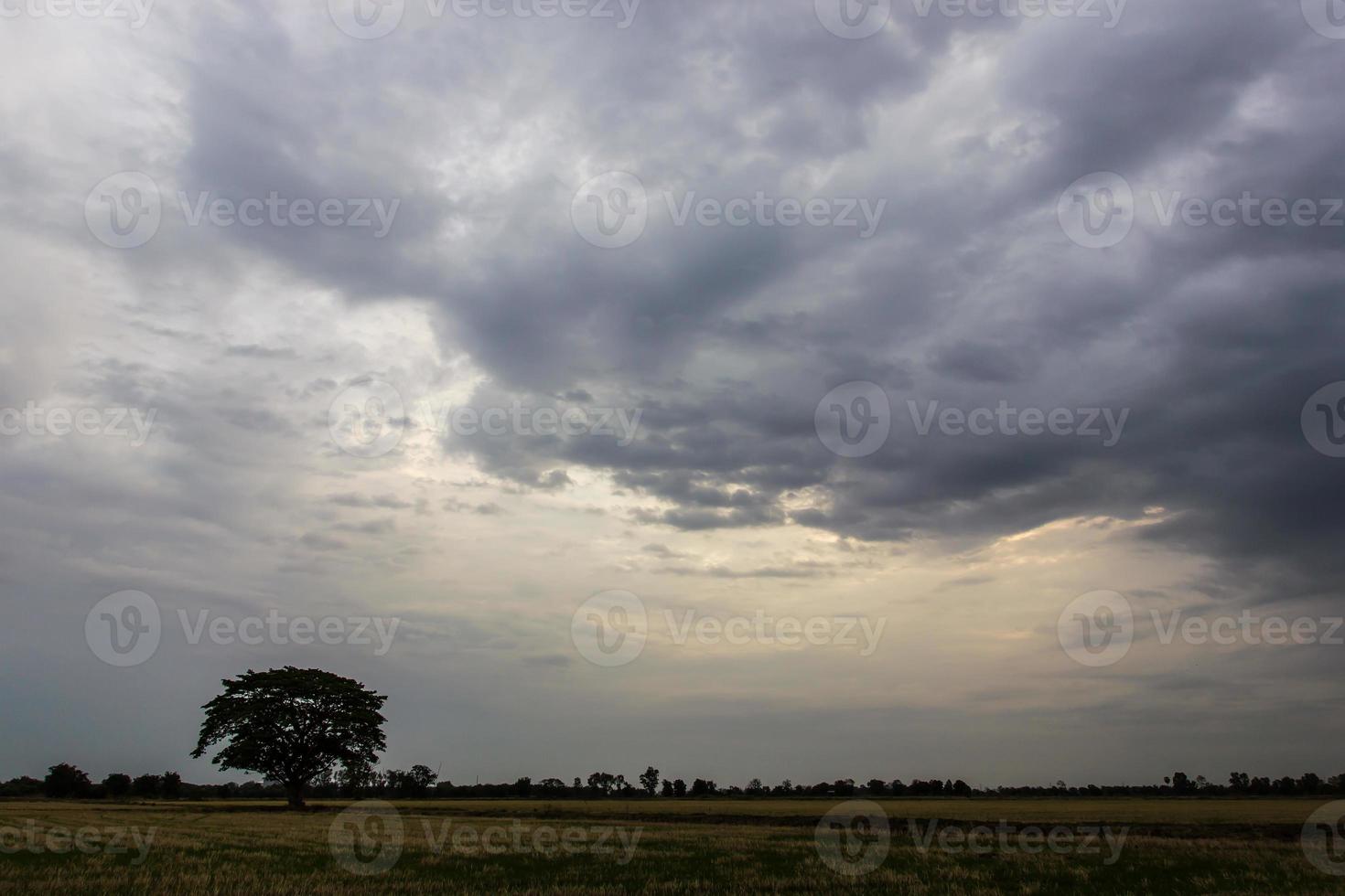 molnig himmel över ris. foto