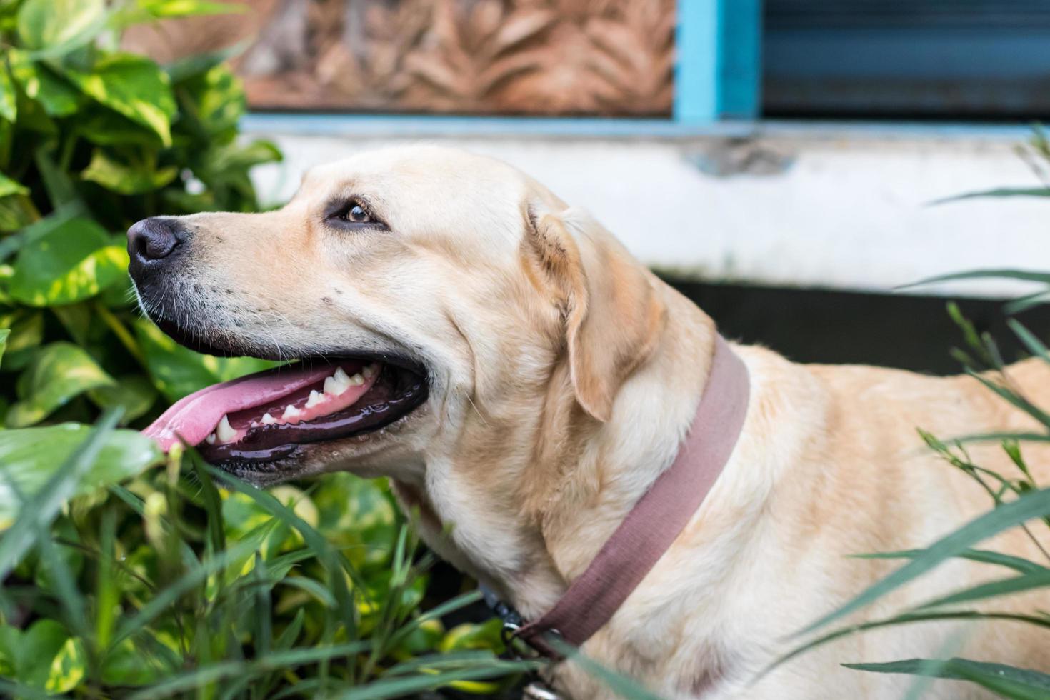 labrador tittade och tungade. foto