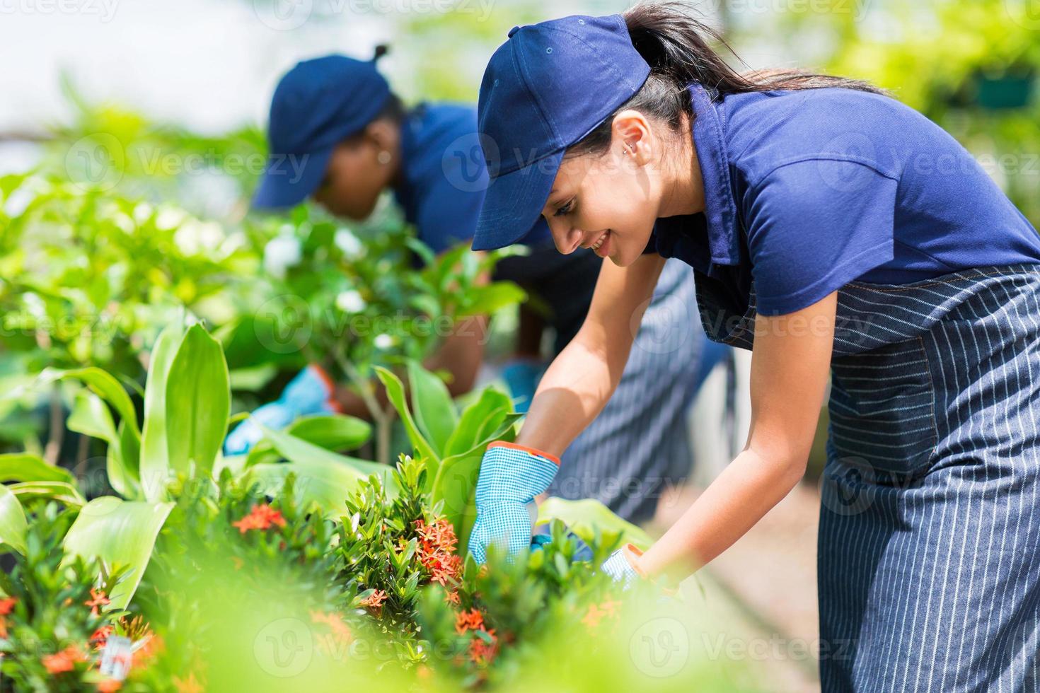 kvinnliga plantskolearbetare som beskär växter foto