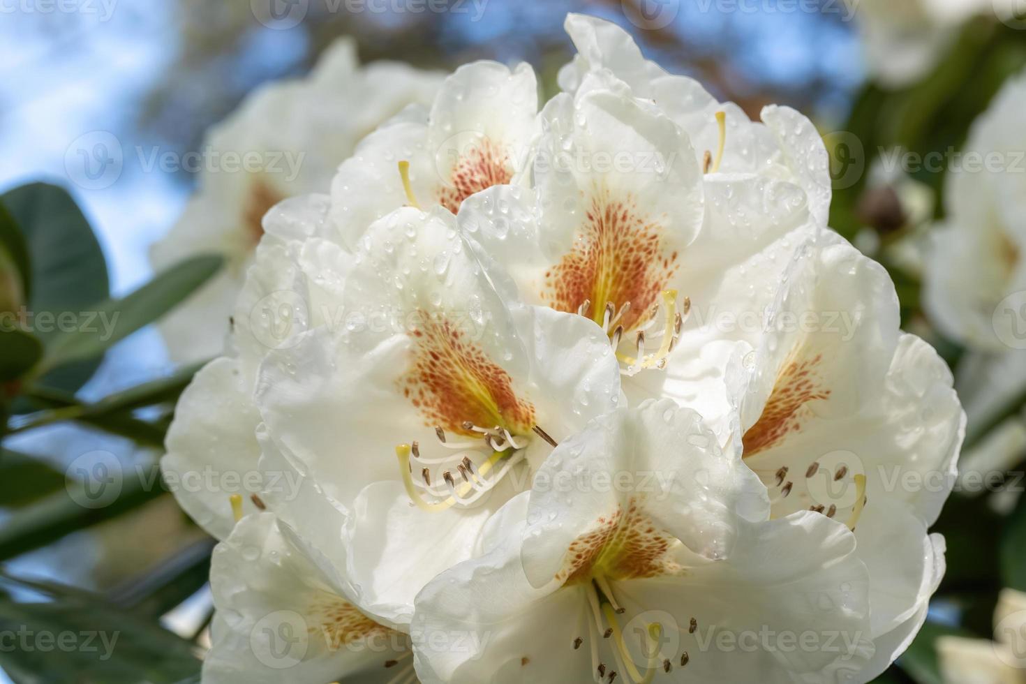 blomma av en rhododendron i maj foto