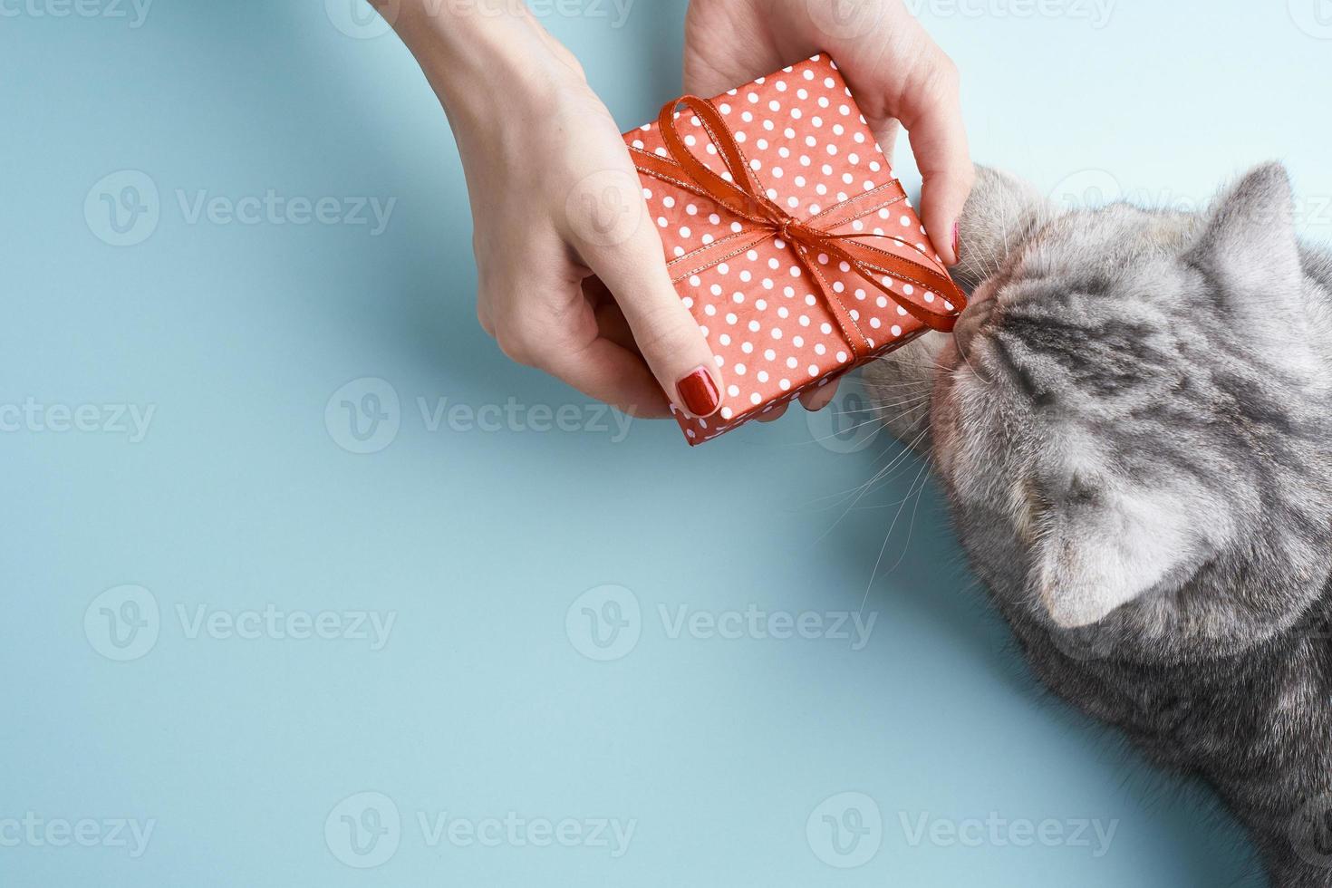 skotsk rak katt sniffa band på röd gåva, akvamarin bakgrund, kopiera utrymme foto
