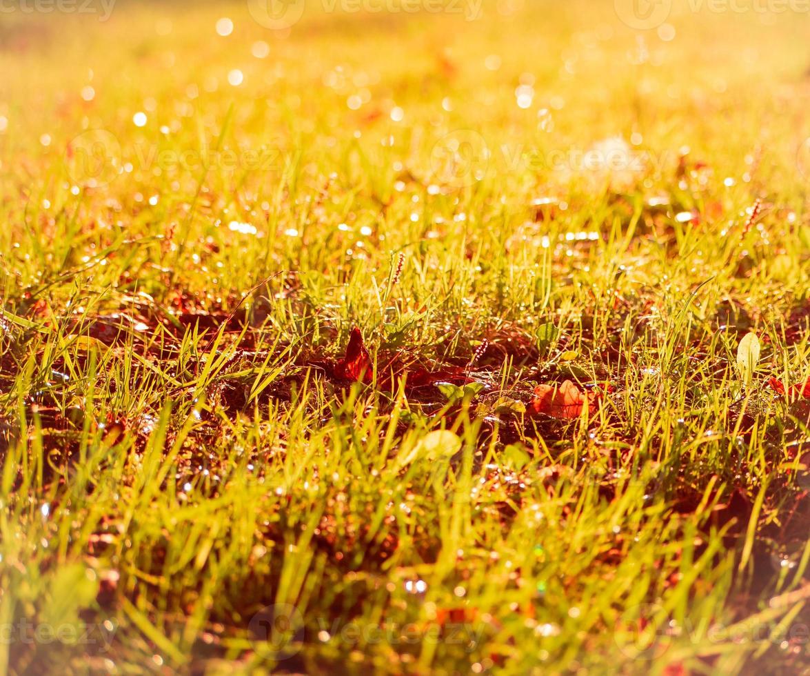 glänta med gräs och löv, solljus på vacker äng, bokeh och ljus bländning, höst foto