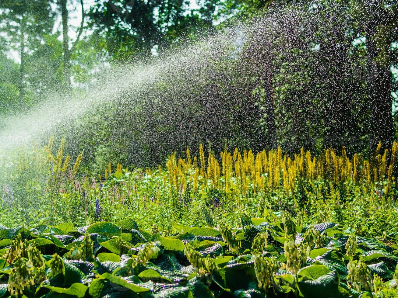 landskapsdesign, vacker park med blommor och barrträd, kotka, park isopuisto, finland. foto