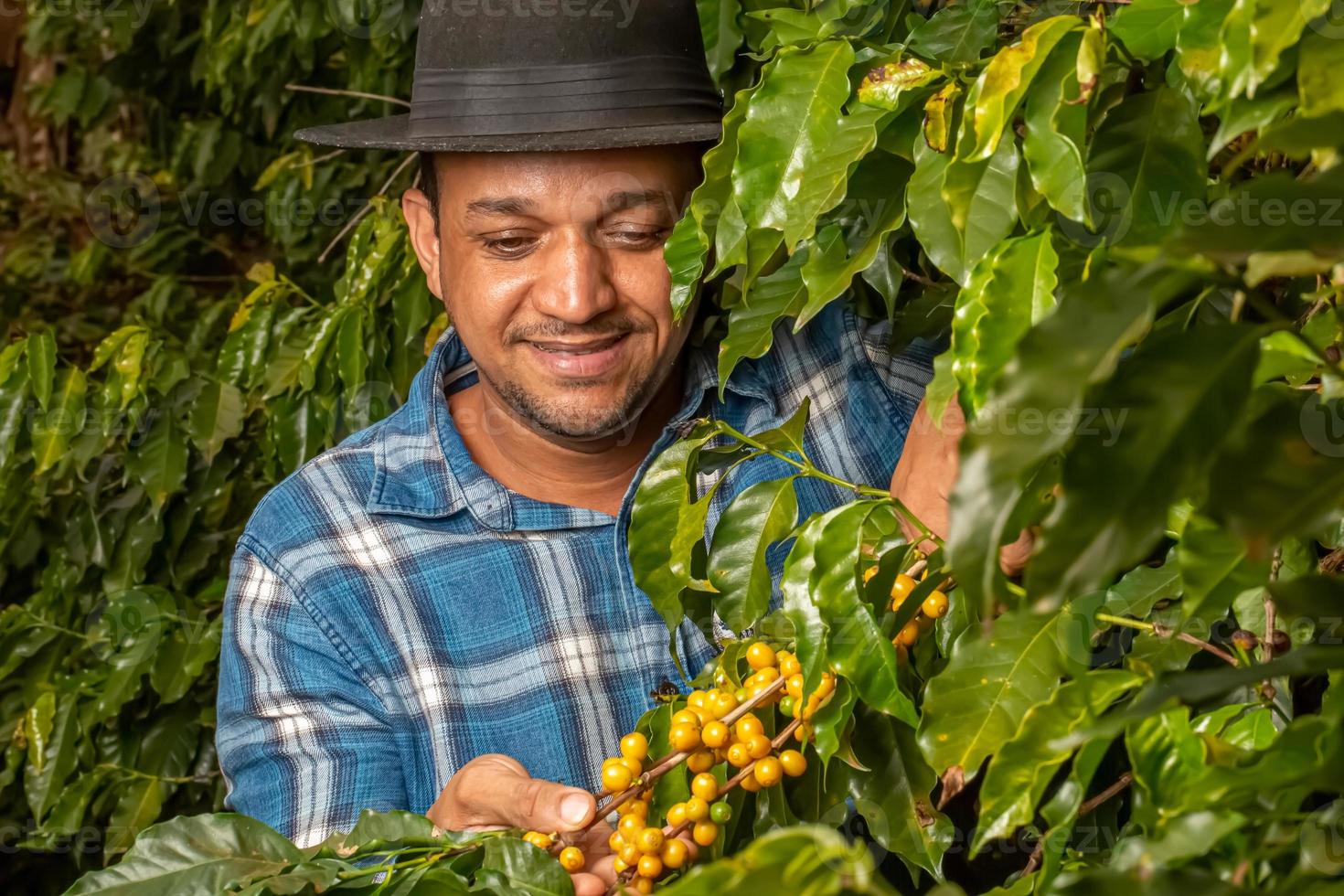 leende man plockar kaffebönor på en solig dag. kaffebonden skördar kaffebär. Brasilien foto