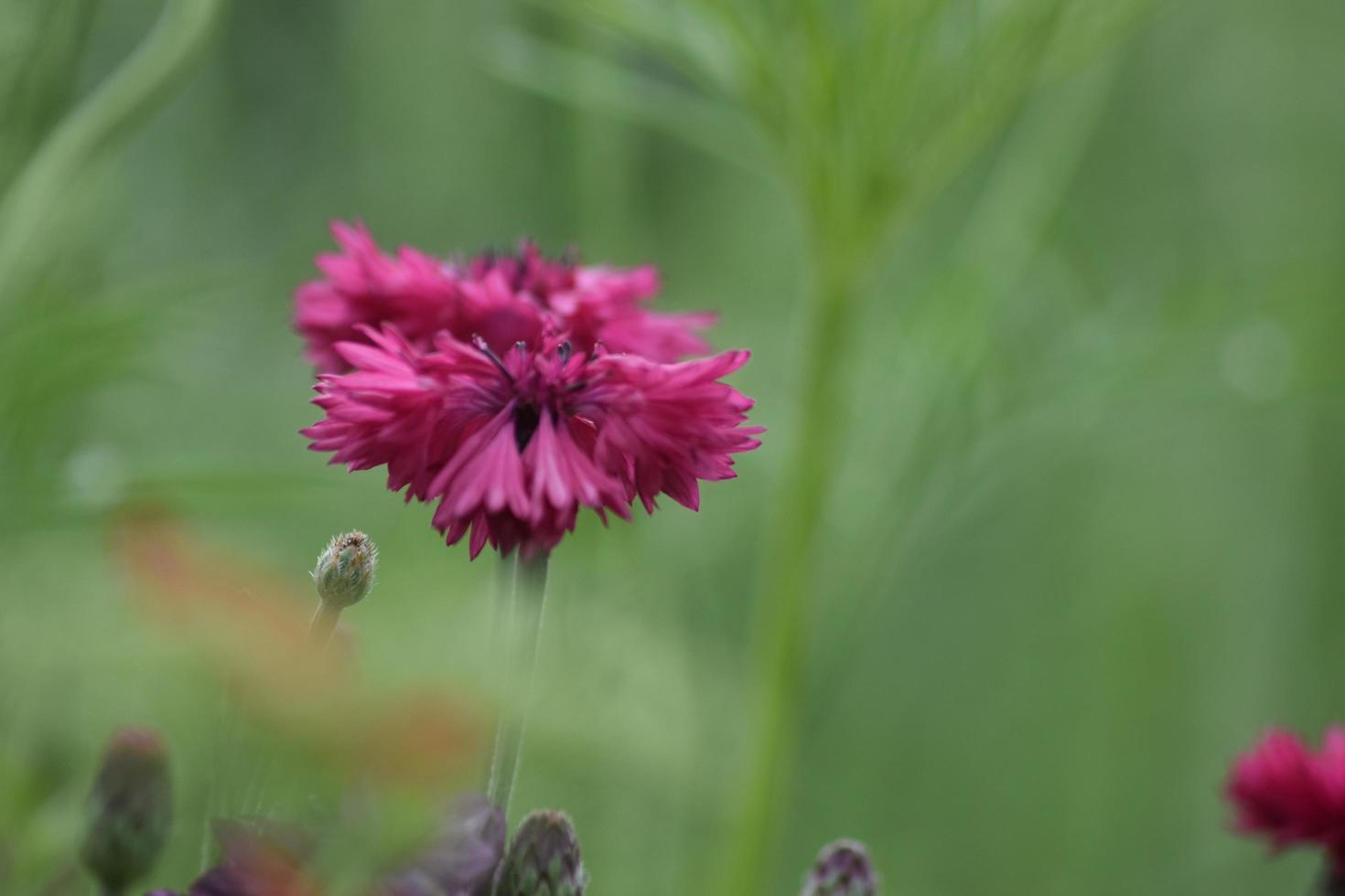 blommor i blom uk trädgård foto