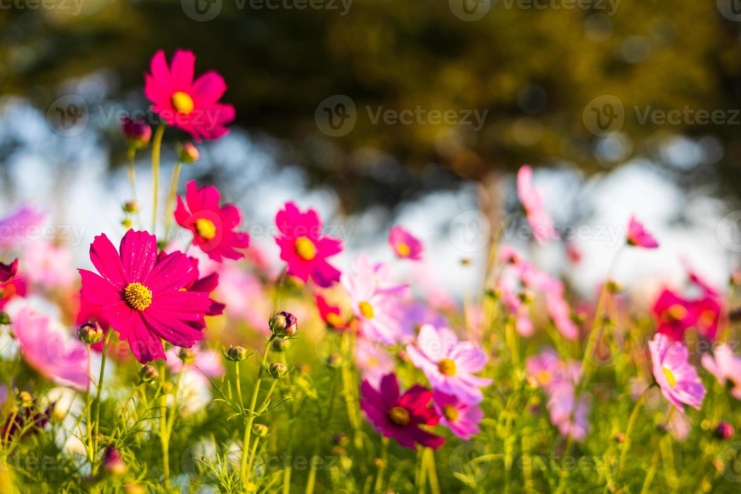 en låg vinkelvy av rosa och vit bakgrundsbelyst kosmos som blommar vackert. foto