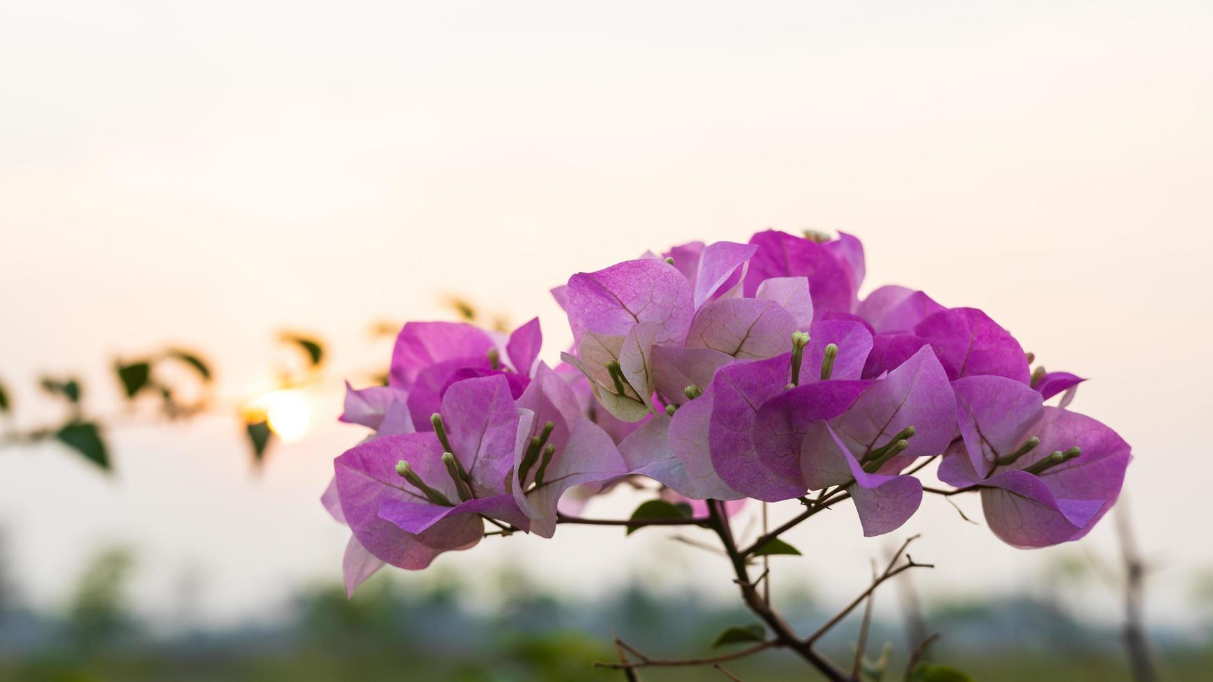 en närbild av en bukett lila-rosa bougainvillea som blommar vackert. foto