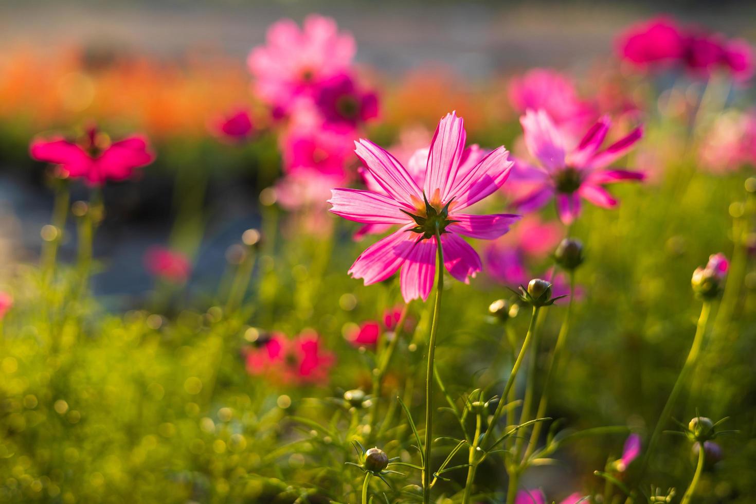 en närbild av bakgrundsbelysta rosa kosmosblommor som blommar vackert. foto