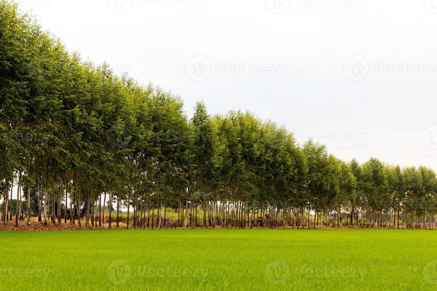 eukalyptus grönt ris. foto