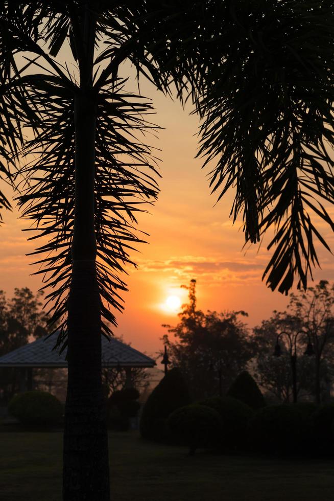 siluett palm och soluppgång i trädgården. foto