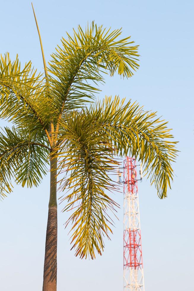 palmträd med telekommunikation stolpe. foto