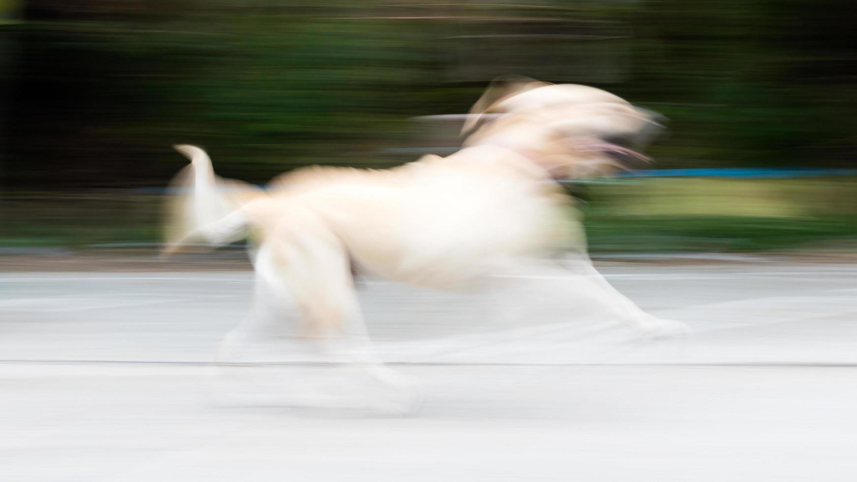 labrador gör en oskärpa snabbt. foto