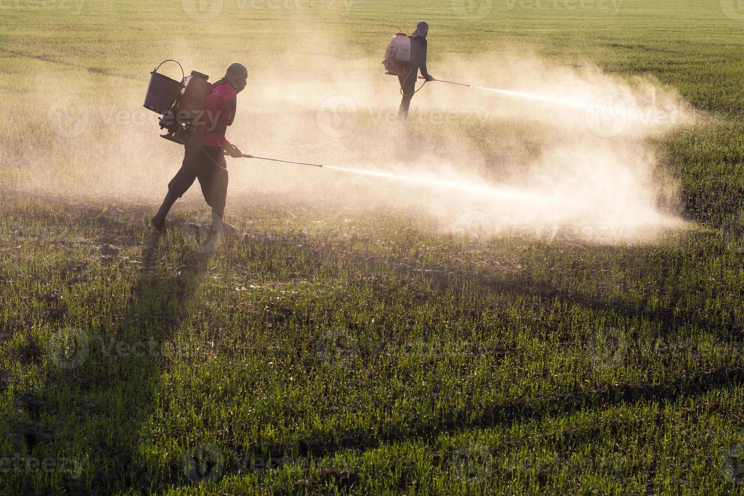 arbetare som sprutar herbicider. foto