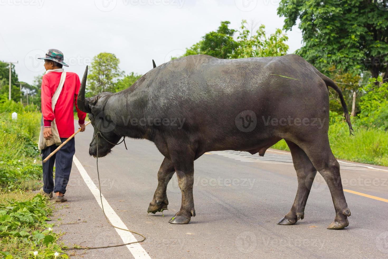 man med buffel som korsar vägen. foto