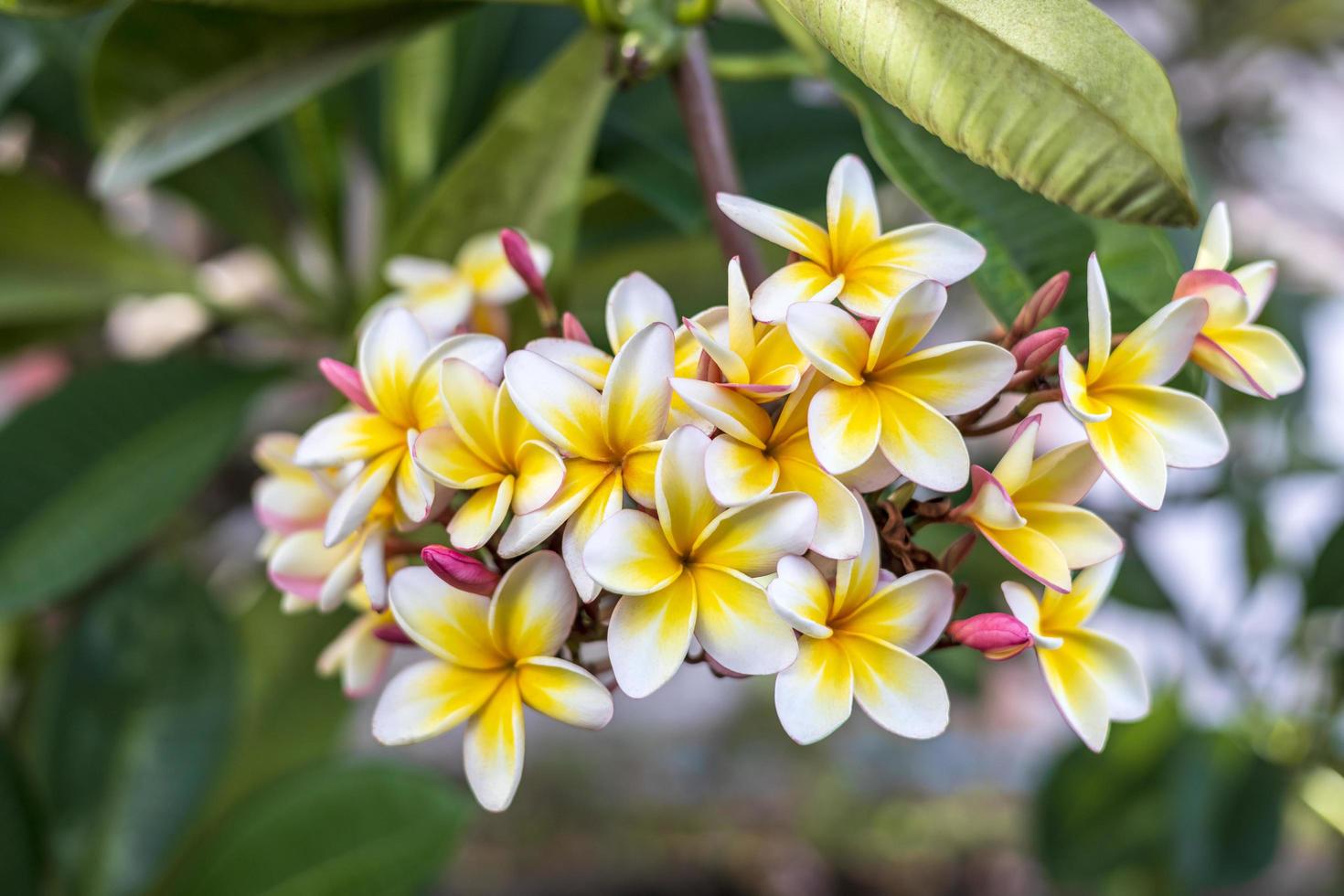 en närbild av en bukett av vit och gul plumeria som blommar vackert. foto