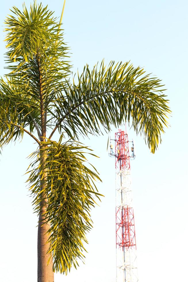 palmträd med telekommunikation stolpe. foto