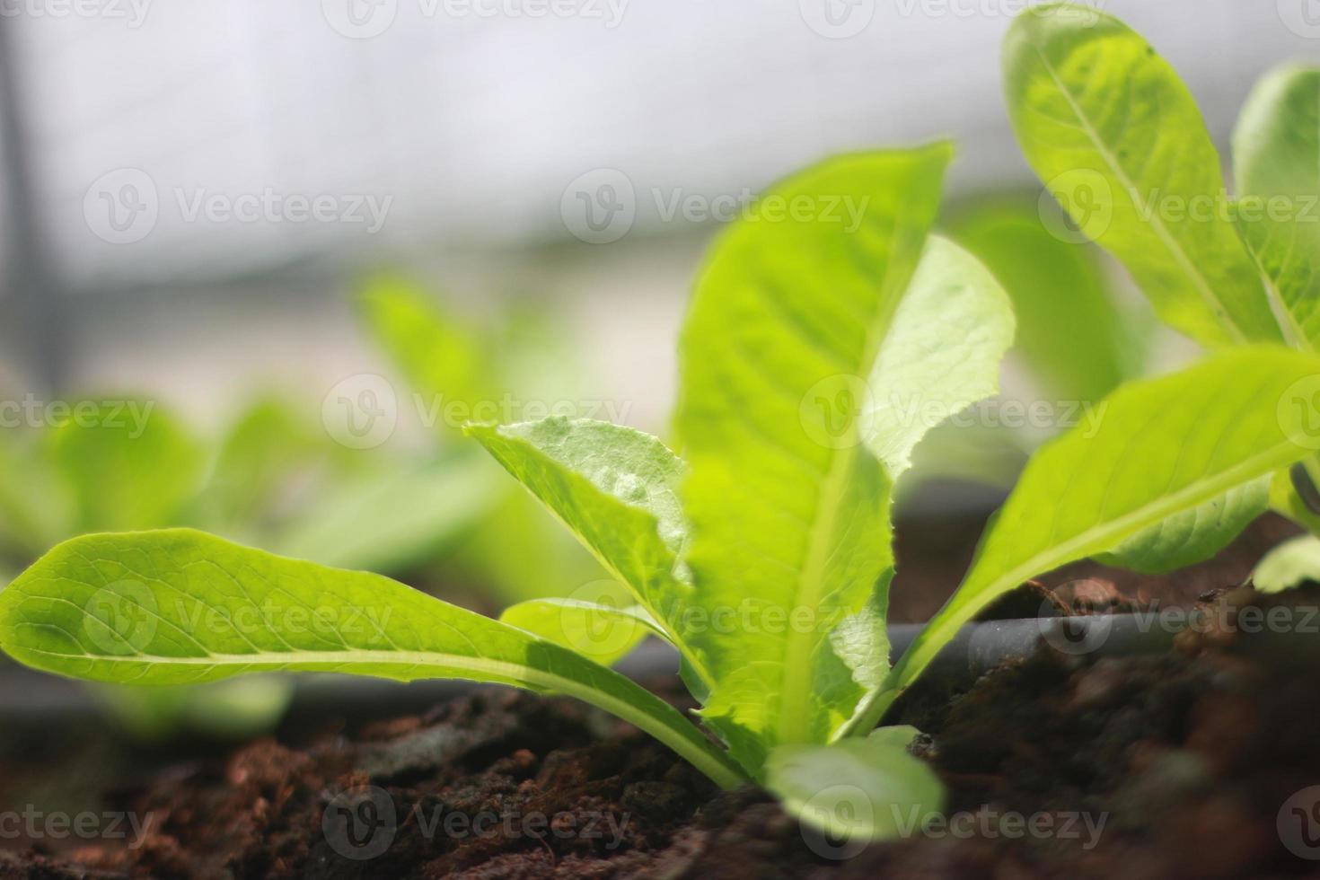 rader av sallad och grönsaker plantor i trädgårdsgård foto