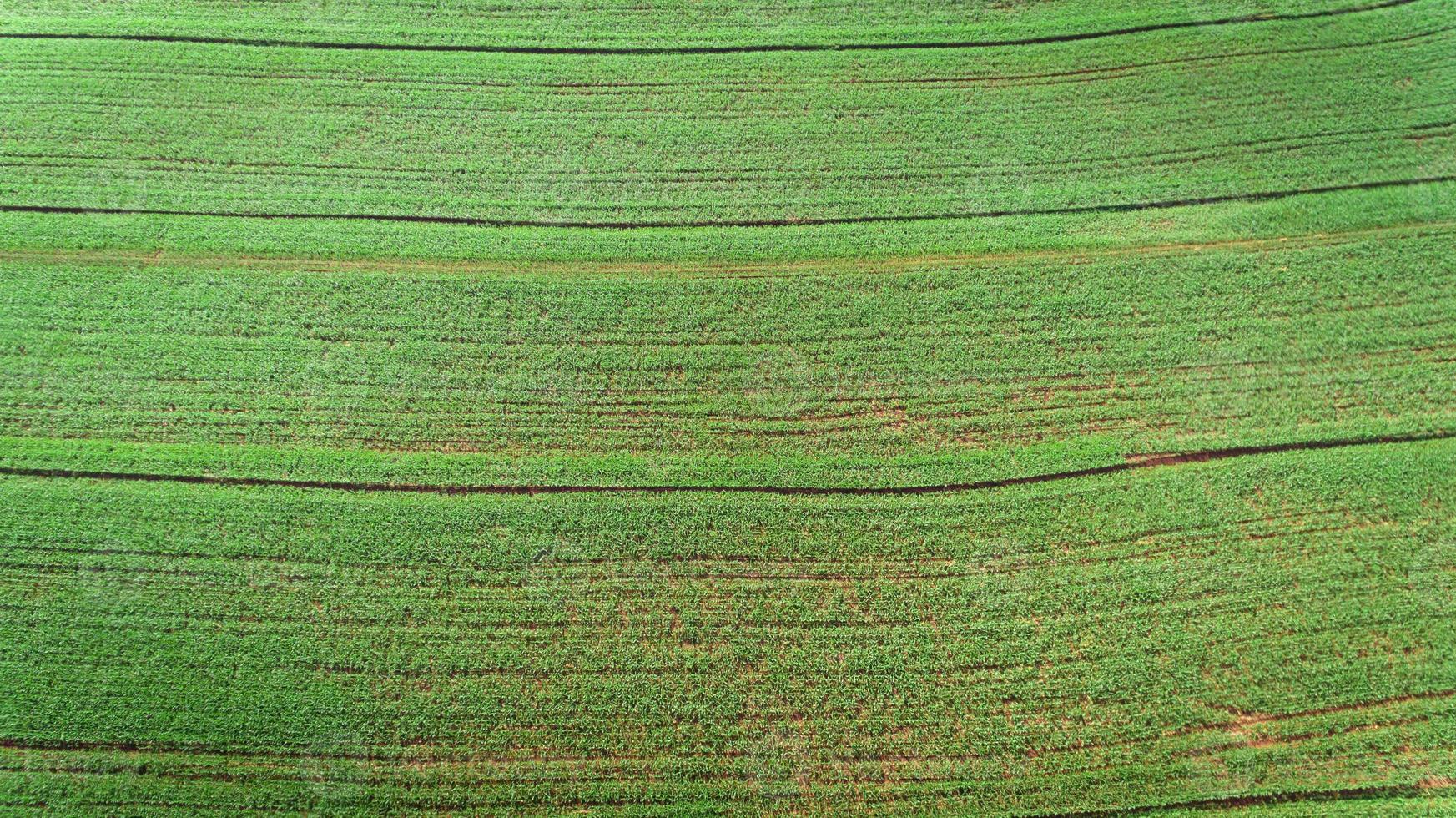 sockerrör plantage fält Flygfoto med solljus. jordbruksindustri. foto