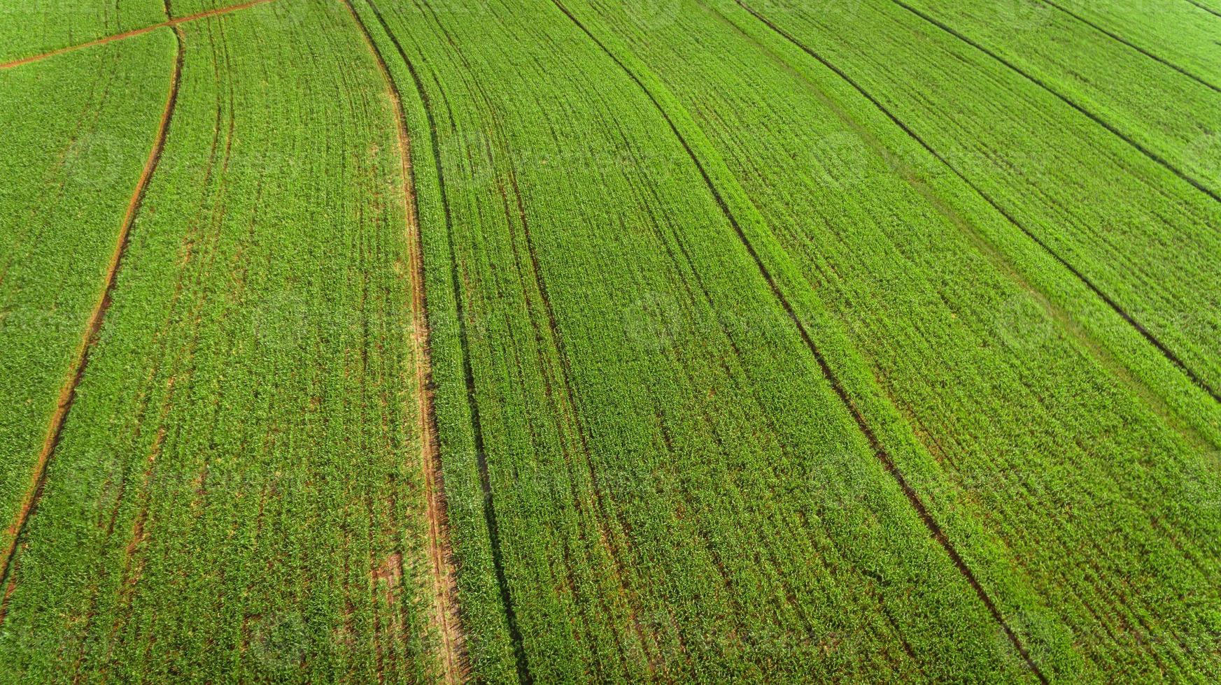 sockerrör plantage fält Flygfoto med solljus. jordbruksindustri. foto