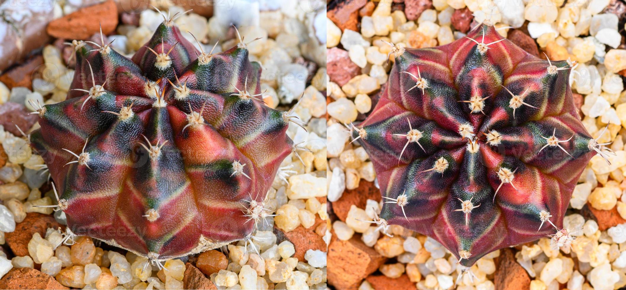 gymnocalycium mihanovichii är en typ av kaktus som är uppfödd från Thailand. foto