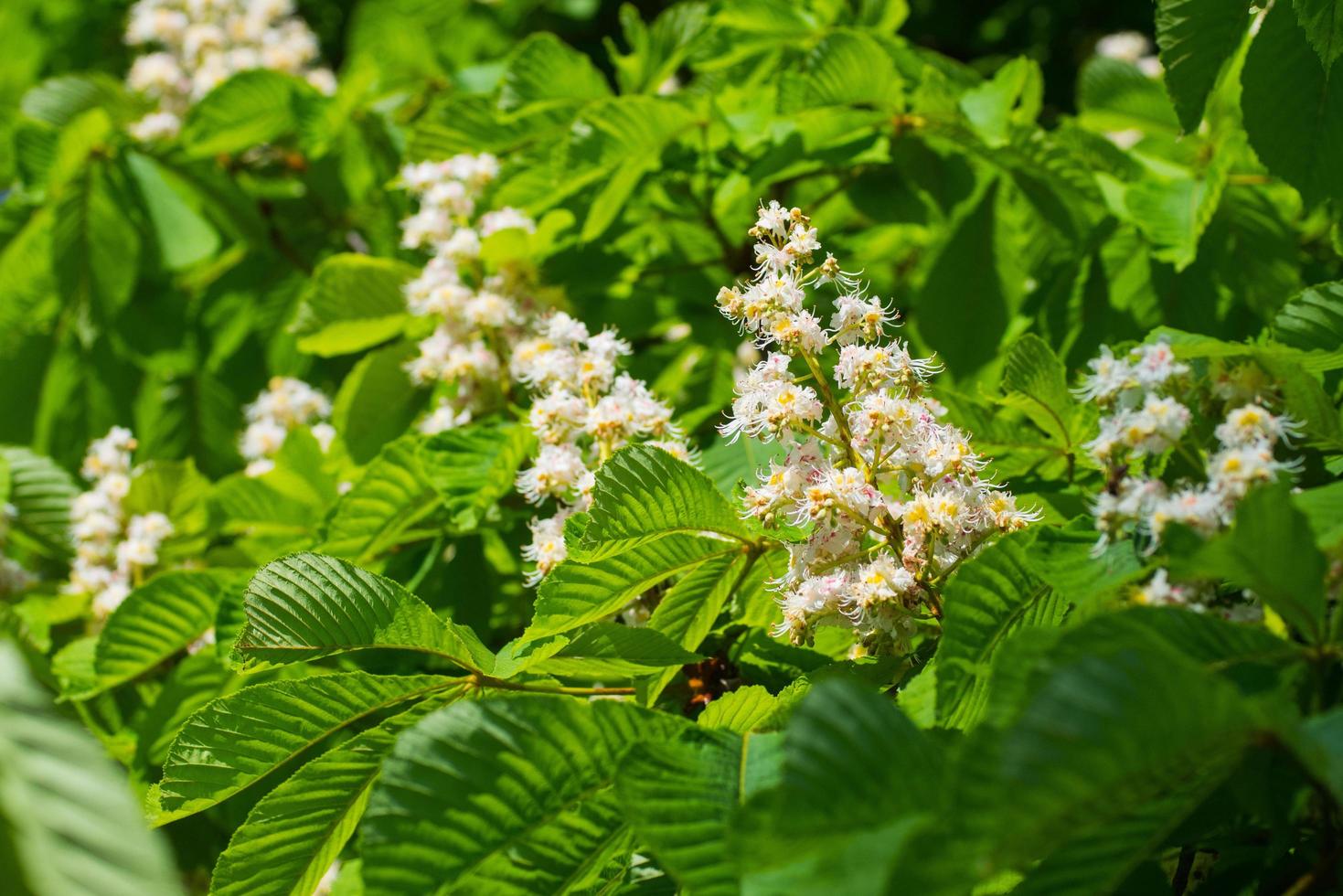 närbild av våren kastanjblomning mot blå himmel foto