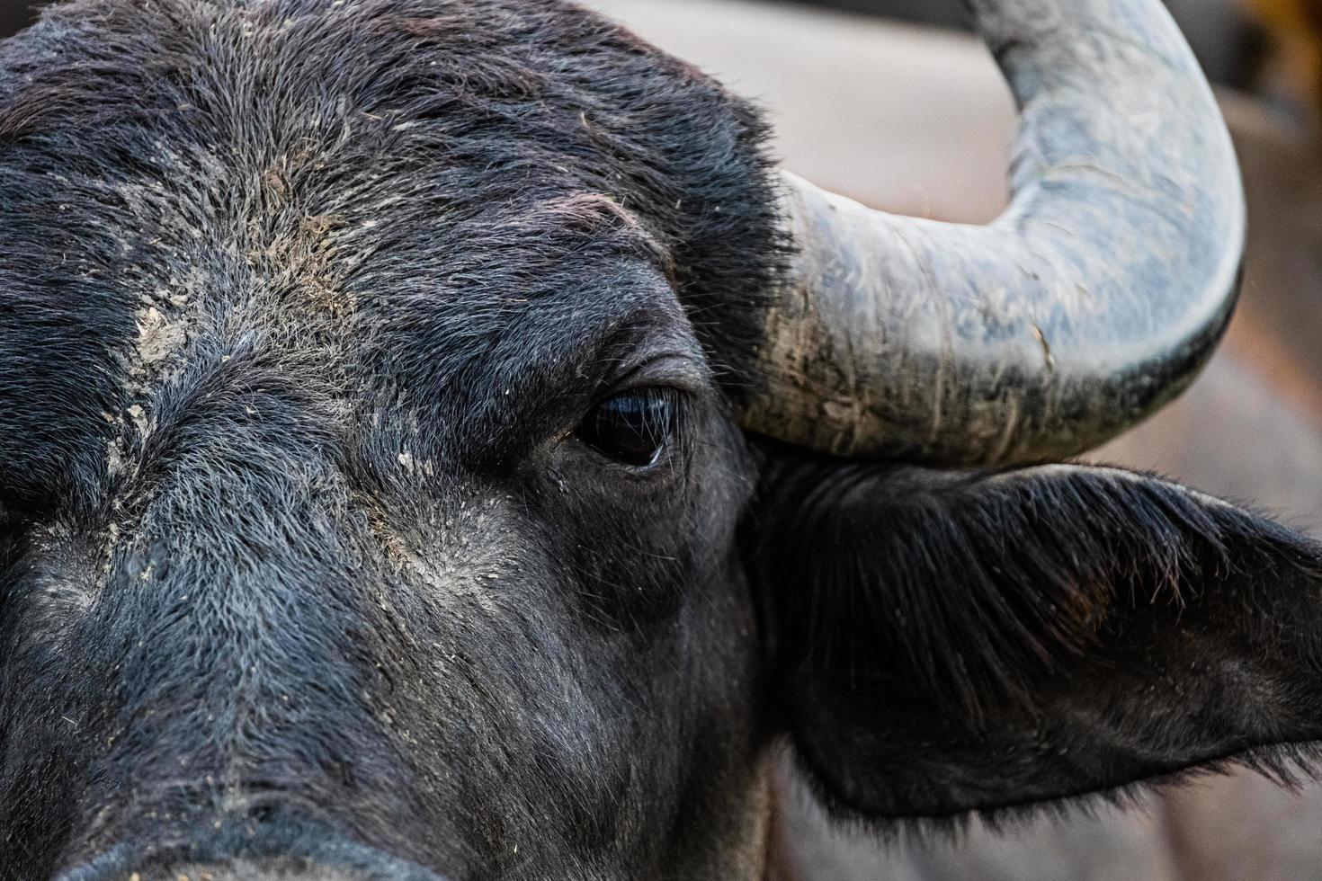 svart vattenbuffel på fälten foto